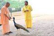 Jaggery fed to peacock : गोरखपुर में सीएम योगी ने की गोसेवा, भवानी और भोलू को दुलारा मोर को खिलाया गुड़ ?