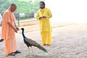 Jaggery fed to peacock : गोरखपुर में सीएम योगी ने की गोसेवा, भवानी और भोलू को दुलारा मोर को खिलाया गुड़ ?