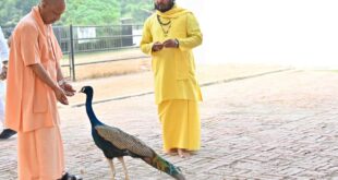 Jaggery fed to peacock : गोरखपुर में सीएम योगी ने की गोसेवा, भवानी और भोलू को दुलारा मोर को खिलाया गुड़ ?