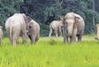 The villagers are in panic : मुनिगुडा, रायगढ़ा में हाथियों के झुंड ने फसलों को नुकसान पहुँचाया, ग्रामीण दहशत में हैं ?