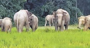 The villagers are in panic : मुनिगुडा, रायगढ़ा में हाथियों के झुंड ने फसलों को नुकसान पहुँचाया, ग्रामीण दहशत में हैं ?