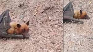 Bhilwara, Rajasthan : चमगादड़ है या लोमड़ी  राजस्थान के भीलवाड़ा में मिला ये अनोखा जीव, लोग देख रह गए हैरान ?