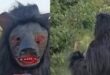 Terror of monkeys : बंदरों के आतंक से परेशान थे किसान, लगाया ऐसा गजब का दिमाग, देखकर जानवर भी हैं हैरान ?