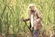 Farmers' income : अब किसानों को प्रति क्विंटल मिलेगा अधिक दाम, बढ़ेगा गन्ना उत्पादन और किसानों की आय  ?