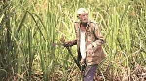 Farmers' income : अब किसानों को प्रति क्विंटल मिलेगा अधिक दाम, बढ़ेगा गन्ना उत्पादन और किसानों की आय ?