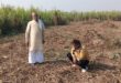 Village Vazhilpur : खेत से गन्ना चोरी का मामला – थाना हापुड़ देहात क्षेत्र, गांव वझीलपुर ?