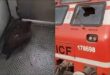Driver injured : चलती ट्रेन से टकराई चील, केबिन का कांच हुआ चकनाचूर, ड्राइवर घायल ?