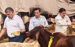 Mother cow is revered : एसडीएम युवराज सिंह बोले गौमाता पूजनीय, उन्हें बेसहारा छोड़ना पाप; निजीकरण चिंता का विषय ?