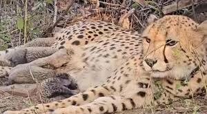 New flight : कूनो में आई खुशखबरी, 'मुखी' ने दिया पांच शावकों को जन्म; प्रोजेक्ट चीता को नई उड़ान ?