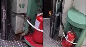 Chaos : हावड़ा मेल ट्रेन में मचा हड़कंप: 10 फीट लंबा अजगर देखकर यात्रियों में मची अफरा-तफरी ?