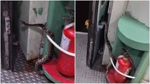 Chaos : हावड़ा मेल ट्रेन में मचा हड़कंप: 10 फीट लंबा अजगर देखकर यात्रियों में मची अफरा-तफरी ?