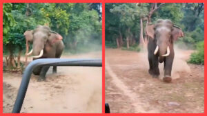 Amangarh Tiger : अमानगढ़ टाइगर रिजर्व में जिप्सी की ओर भागा टस्कर हाथी, पर्यटकों के उड़े होश ?