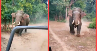 Amangarh Tiger : अमानगढ़ टाइगर रिजर्व में जिप्सी की ओर भागा टस्कर हाथी, पर्यटकों के उड़े होश ?