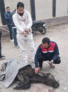 Ravi Dhama : रवि धामा ने घायल गौमाता को एम्बुलेंस से भिजवाया हरियाणा के अस्पताल ?