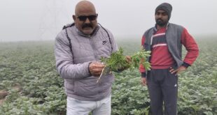 Gyanendra Tyagi : कोहरे से आलू, सरसों फसलों में रोग बढ़े, भारी नुकसान की आशंका: प्रगतिशील किसान ज्ञानेन्द्र त्यागी ?