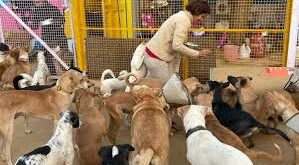 Waste material : इंसान ही नहीं,बेजुबानो को भी ठंढ से बचाने के लिए वेस्ट मटेरियल से बना आश्रय स्थल,खूब हो रही सराहना ?