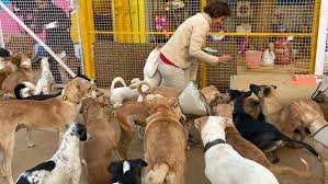 Waste material : इंसान ही नहीं,बेजुबानो को भी ठंढ से बचाने के लिए वेस्ट मटेरियल से बना आश्रय स्थल,खूब हो रही सराहना ?