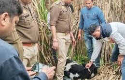 Cash recovered : मुजफ्फरनगर में पुलिस मुठभेड़ में बदमाश घायल डकैती की फिराक में था घुमंतू गैंग का सदस्य, अवैध तमंचा और नगदी बरामद ?