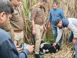 Cash recovered : मुजफ्फरनगर में पुलिस मुठभेड़ में बदमाश घायल डकैती की फिराक में था घुमंतू गैंग का सदस्य, अवैध तमंचा और नगदी बरामद ?