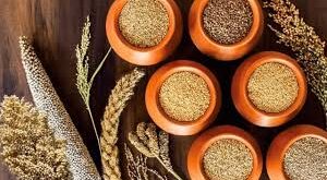 CSA Kanpur :कानपुर के सीएसए में लहलहा उठीं मोटे अनाज की 9 फसलें, किसानों की आमदनी होगी दुगनी ?