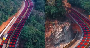 Unique experiment : घने जंगल के बीच लाल रंग से रंगी गई सड़क, हाइवे पर अनूठा एक्सपेरिमेंट, लेकिन क्या है वजह ?