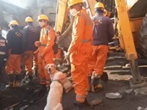 The search operation is ongoing : अर्की बाजार अग्निकांड: 7 लोग अब भी लापता, NDRF व खोजी कुत्तों की मदद से सर्च ऑपरेशन जारी