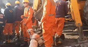 The search operation is ongoing : अर्की बाजार अग्निकांड: 7 लोग अब भी लापता, NDRF व खोजी कुत्तों की मदद से सर्च ऑपरेशन जारी