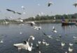 Ganges Ghat : काशी में बढ़ा साइबेरियन पक्षियों का परिवार, नन्हे परिंदे भर रहे पहली उड़ान, विदेशी मेहमानों की चहचहाहट से गूंज रहे गंगा घाट ?