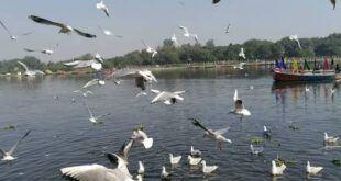 Ganges Ghat : काशी में बढ़ा साइबेरियन पक्षियों का परिवार, नन्हे परिंदे भर रहे पहली उड़ान, विदेशी मेहमानों की चहचहाहट से गूंज रहे गंगा घाट ?