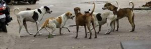 Dog bites : सुप्रीम कोर्ट के सख्त आदेश से नगर निगम पर बढ़ी जिम्मेदारी",आवारा कुत्तों का आतंक, प्रतिदिन कुत्ते काटने की बढ़ रही है घटनाए ?
