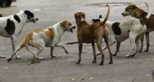 Dog bites : सुप्रीम कोर्ट के सख्त आदेश से नगर निगम पर बढ़ी जिम्मेदारी",आवारा कुत्तों का आतंक, प्रतिदिन कुत्ते काटने की बढ़ रही है घटनाए ?