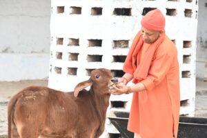 He performed the service of protecting cows : मुख्यमंत्री योगी आदित्यनाथ ने गोरखनाथ मंदिर में जनता दर्शन कर लोगों की समस्याएं सुनी, गौ सेवा का किया कार्य