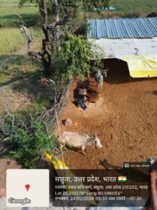 Slaughterhouse of the innocent : बांदा: ग्राम पंचायत ‘तेरा ब’ की गौशाला या बेजुबानों का कत्लखाना