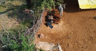 Slaughterhouse of the innocent : बांदा: ग्राम पंचायत ‘तेरा ब’ की गौशाला या बेजुबानों का कत्लखाना