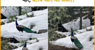 We fear the apocalypse : अपराध हमारा, सजा पक्षियों को; ग्लोबल वार्मिंग से मोर बर्फ में, हम डरते प्रलय ?