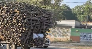 Mango wood : हरे-भरे आम के पेड़ों पर चल रही आरी, चरथावल की लक्कड मंडी में धड़ल्ले से पहुंच रही आम की लकड़ी