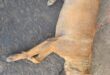 Injured Dog Dies : चरथावल में कुत्ते को पटक-पटक कर मारने का मामला, इलाज के दौरान घायल कुत्ते की मौत
