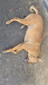 Injured Dog Dies : चरथावल में कुत्ते को पटक-पटक कर मारने का मामला, इलाज के दौरान घायल कुत्ते की मौत