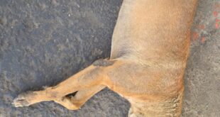 Injured Dog Dies : चरथावल में कुत्ते को पटक-पटक कर मारने का मामला, इलाज के दौरान घायल कुत्ते की मौत