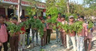 Organic Tomatoes : विद्यालय में नवाचार: हर बच्चा उगाए ऑर्गेनिक टमाटर
