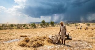 Damage to crops : राजस्थान मौसम अपडेट : चूरू में पारा 43 डिग्री पार, गर्मी और बारिश के बीच फसलों को नुकसान