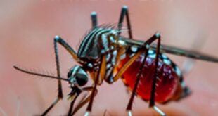 Eradication of Malaria : विश्व मलेरिया दिवस : अब हम कर सकते हैं अब हमें करना ही होगा मलेरिया का उन्मूलन