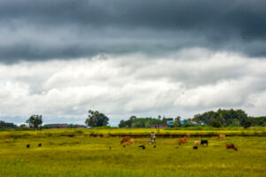 Damage to crops : एनसीआर में 8 अप्रैल तक बिगड़ा रहेगा मौसम, तेज हवाएं, बारिश और ओलावृष्टि से फसलों को नुकसान