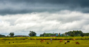 Damage to crops : एनसीआर में 8 अप्रैल तक बिगड़ा रहेगा मौसम, तेज हवाएं, बारिश और ओलावृष्टि से फसलों को नुकसान