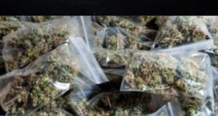 Questions on the Role : फतेहपुर में गांजा तस्करी का काला कारोबार, मिश्रा पर आरोपों से पुलिस की भूमिका पर सवाल