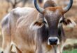 Defrauded by Selling a Pregnant Cow : शामली किसान को गर्भवती गाय बेचकर ठगा, उपभोक्ता फोरम ने लगाया भारी जुर्माना और कार्रवाई