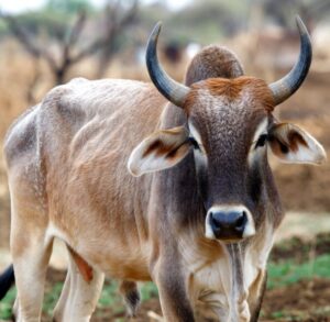 Defrauded by Selling a Pregnant Cow : शामली किसान को गर्भवती गाय बेचकर ठगा, उपभोक्ता फोरम ने लगाया भारी जुर्माना और कार्रवाई