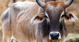 Defrauded by Selling a Pregnant Cow : शामली किसान को गर्भवती गाय बेचकर ठगा, उपभोक्ता फोरम ने लगाया भारी जुर्माना और कार्रवाई