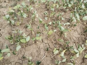 Reached the brink : पटेरा में बिजली संकट से किसान बेहाल, उड़द-मूंग की फसलें सूखने के कगार पर पहुंचीं