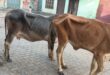 Security and Cow Shelter : गांव में आवारा पशुओं का बढ़ता आतंक, सुरक्षा और गौशाला व्यवस्था की मांग तेज